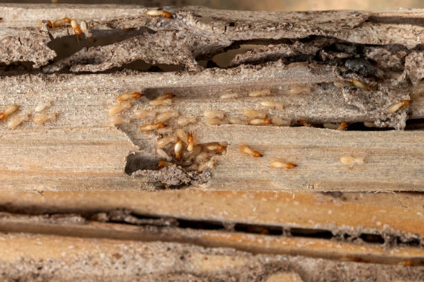 Best Flea Control Services  in Towaoc, CO